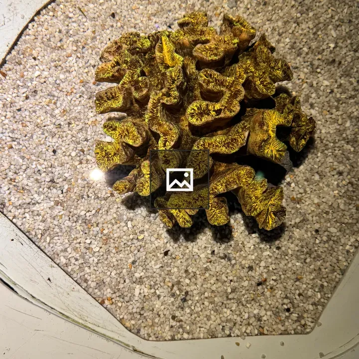 Brain coral on sand