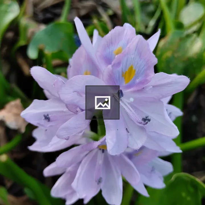 Purple water hyacinth flowers