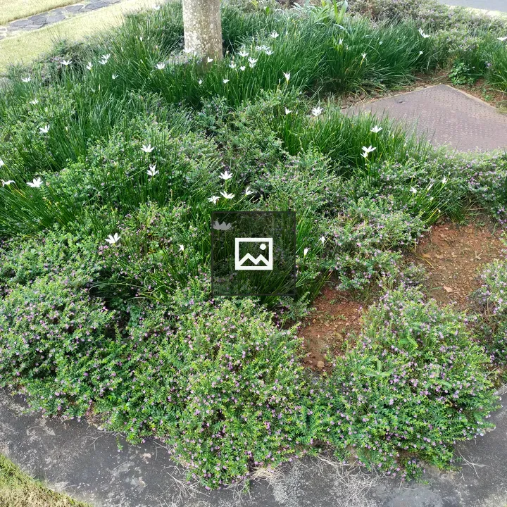 Small flowers between grass