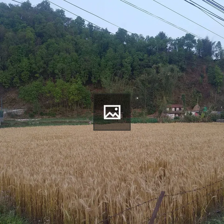 Wheat Field with Fence and Hillside