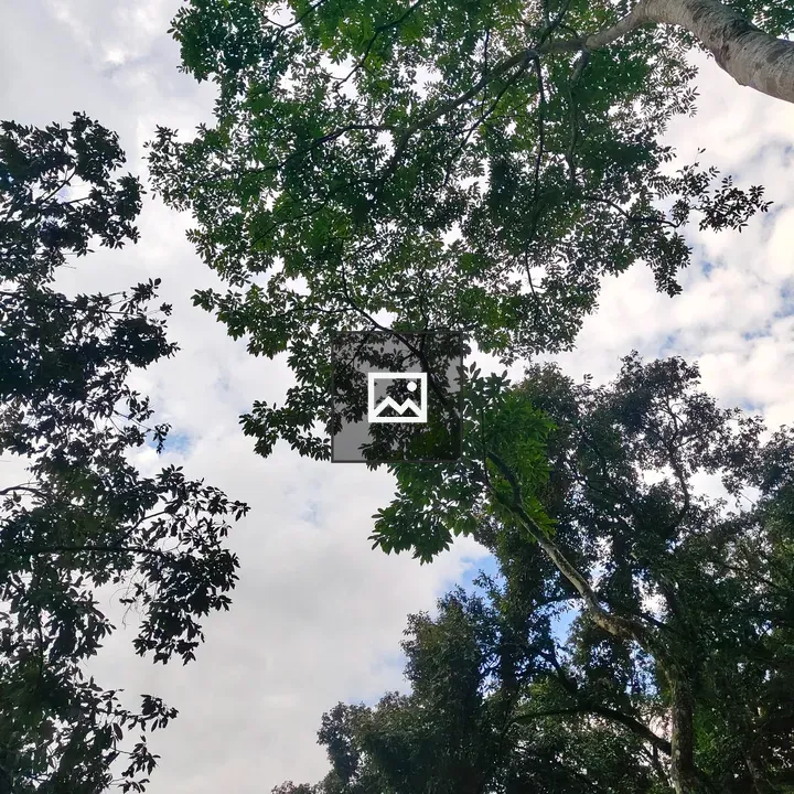 Canopy View of Green Foliage