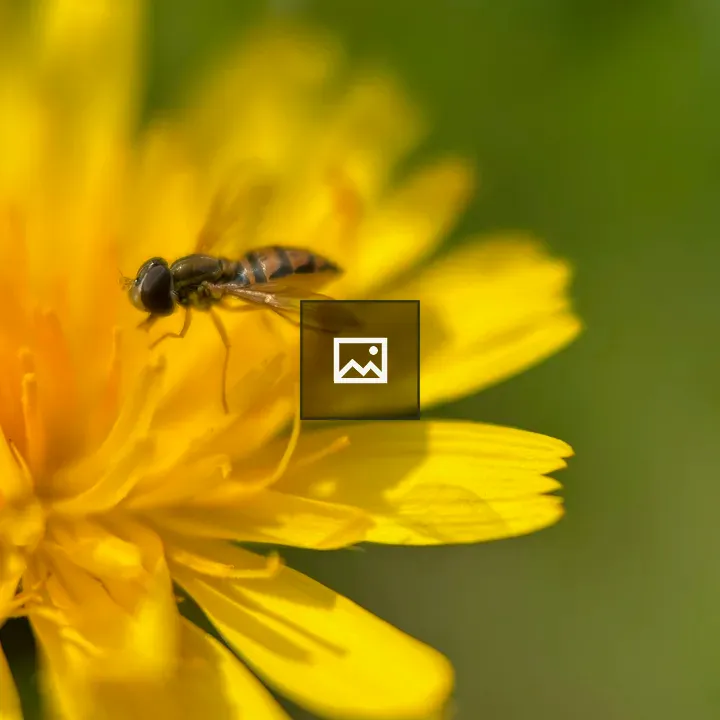 Closeup Fly on Yellow Flower
