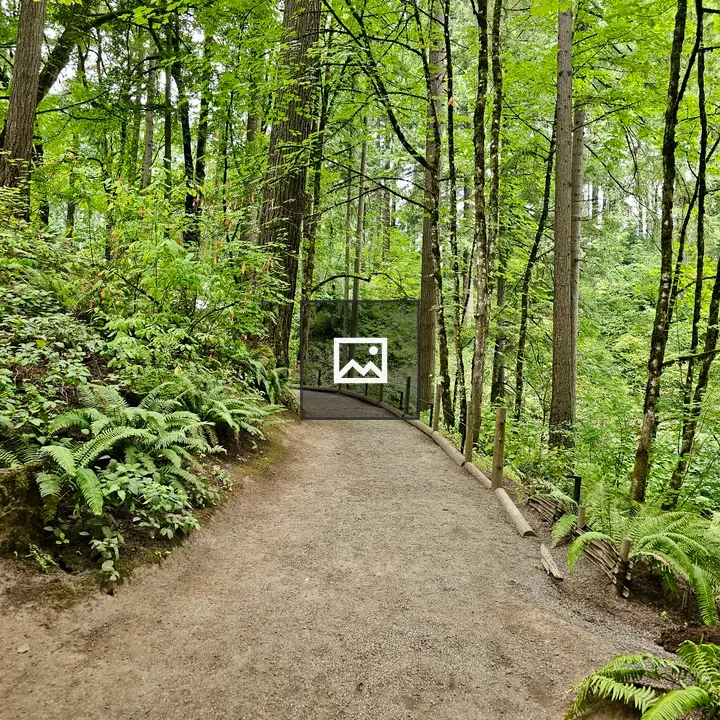 Winding forest trail