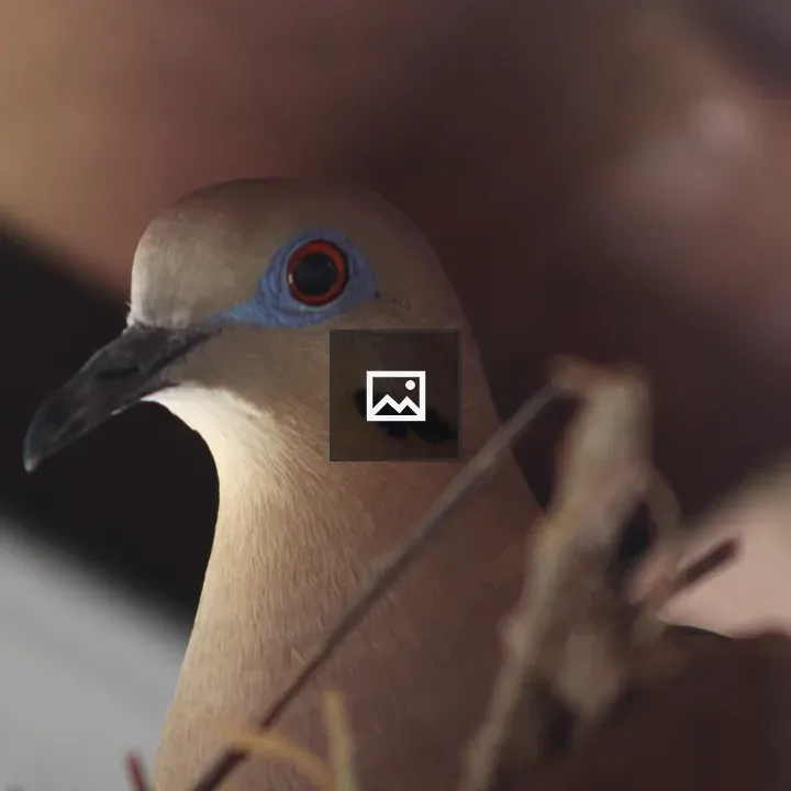 Dove Close-Up Portrait