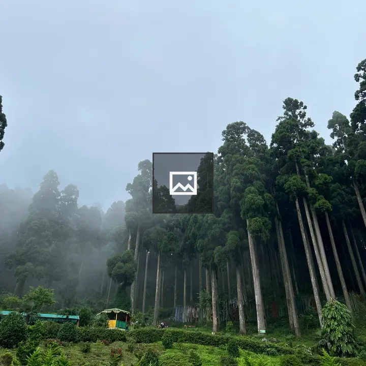 Forest into the clouds