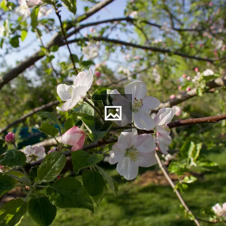 Apple Blossoms in Bloom