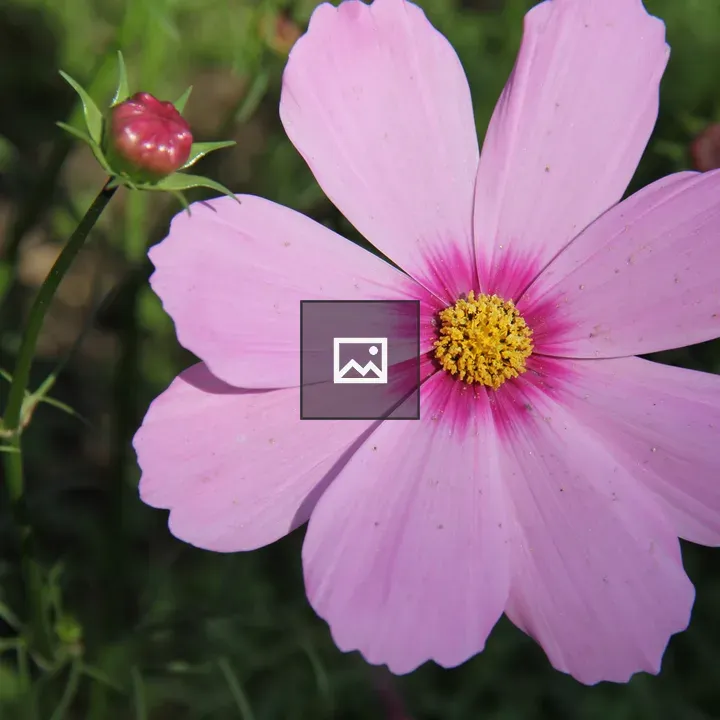 Pink Cosmos