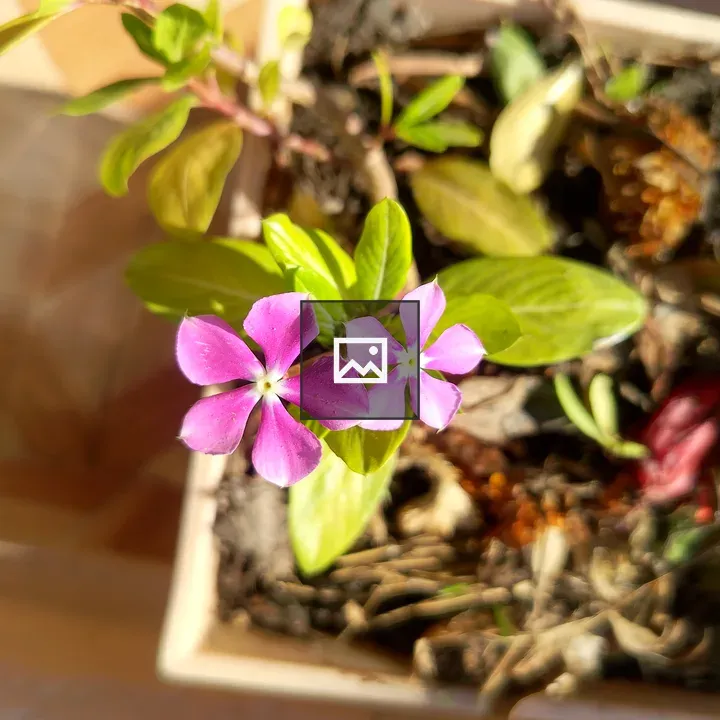 Two violet flowers in pot