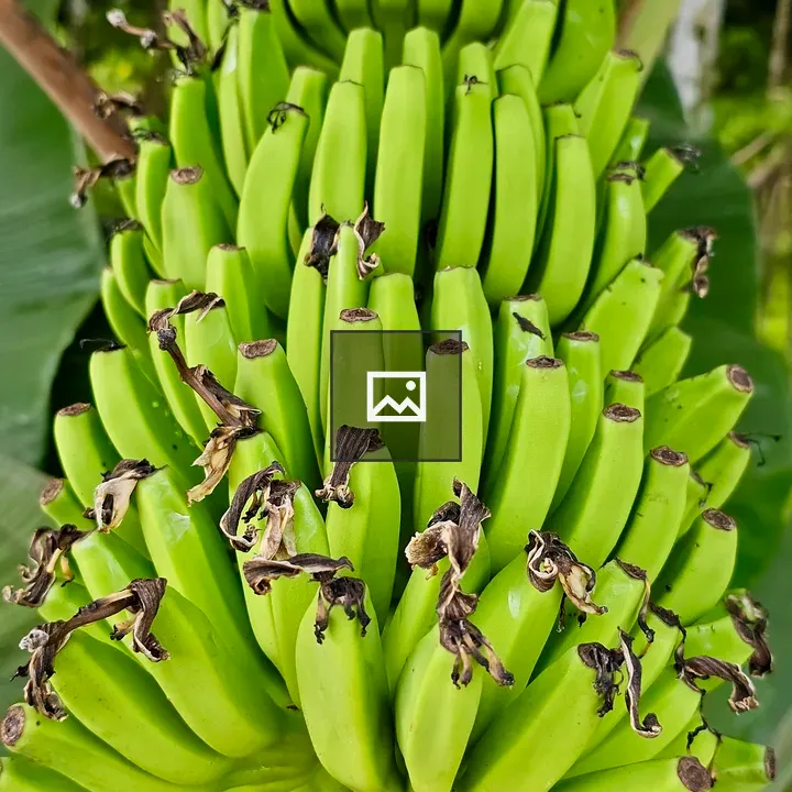 Banana bunch close-up