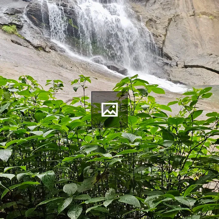 Fresh green leaves and Thusharagiri Falls