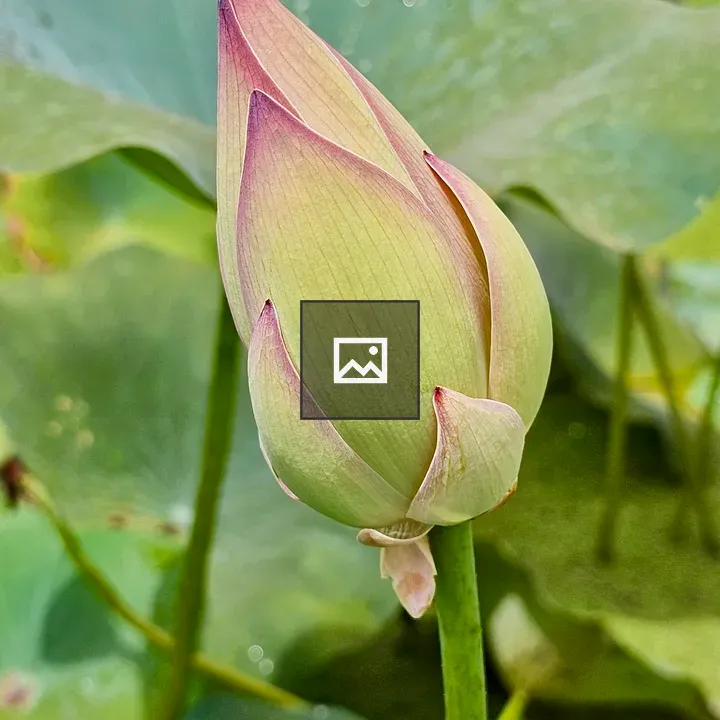 Pink lotus in bloom