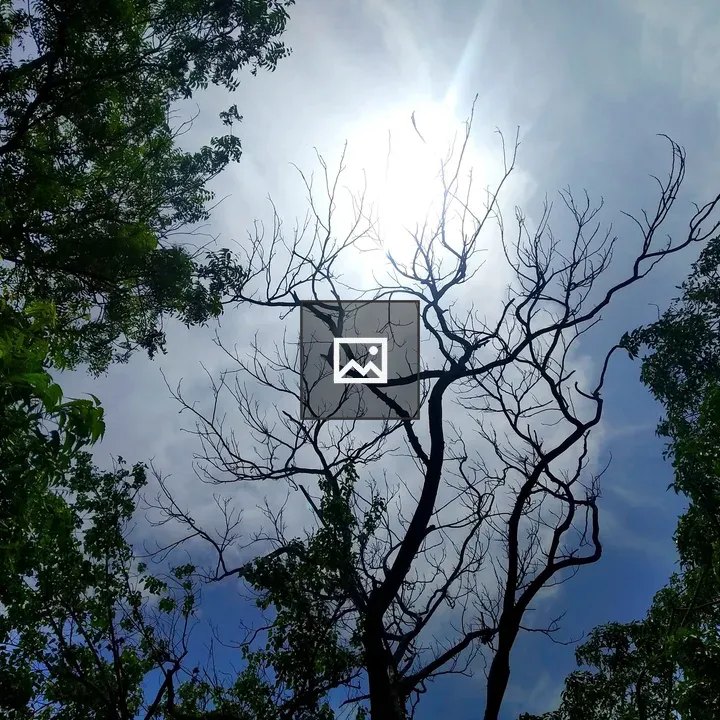 Tree branches in leaf silhouette