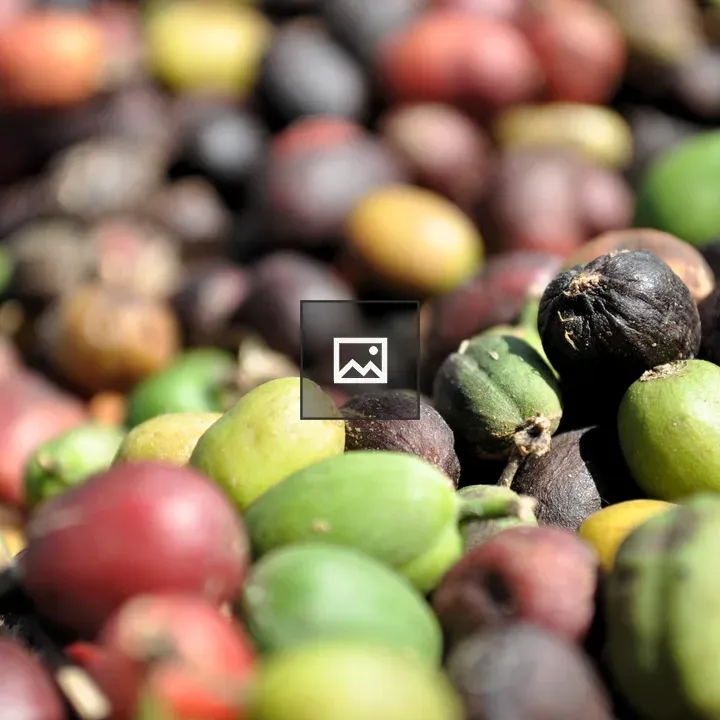 Coffee beans under the sun