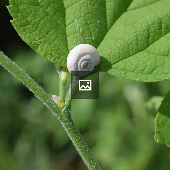 White snail on green leaf