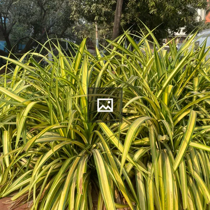 Dense cluster of striped grass-like plants