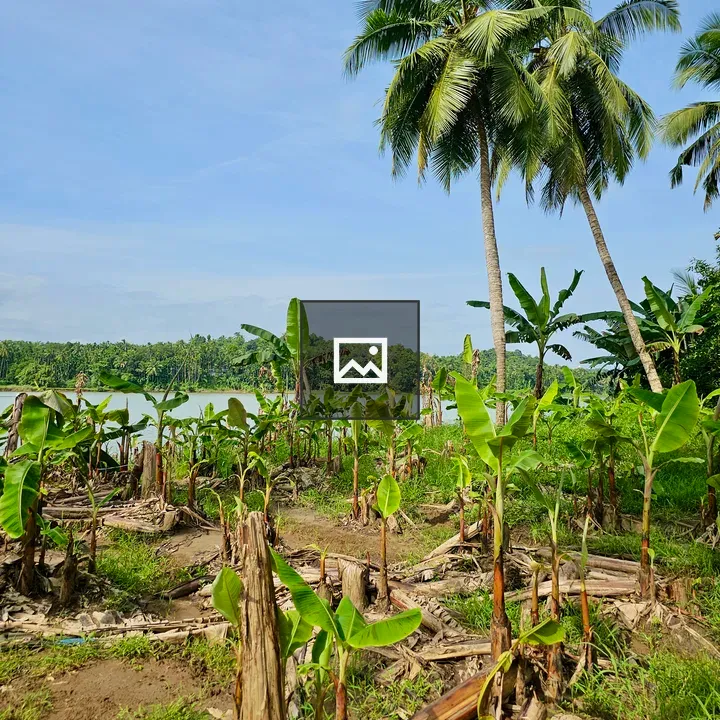 Banana plants along a riverside farm