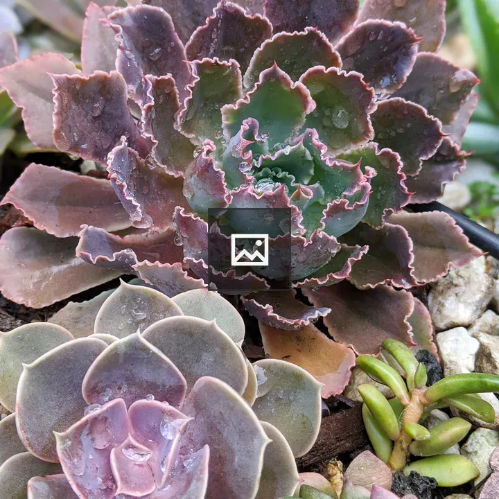 Echeveria Neon Glow and Perle von Nürnberg