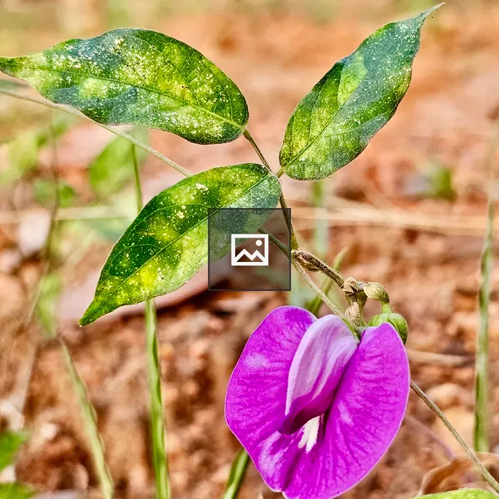 Centrosema plant with butterfly pea