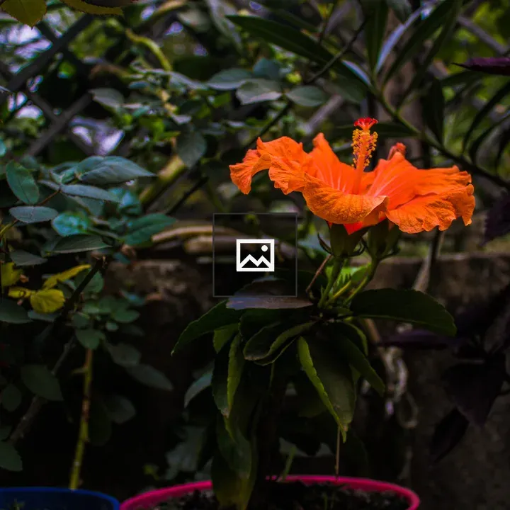 Orange hibiscus bloom