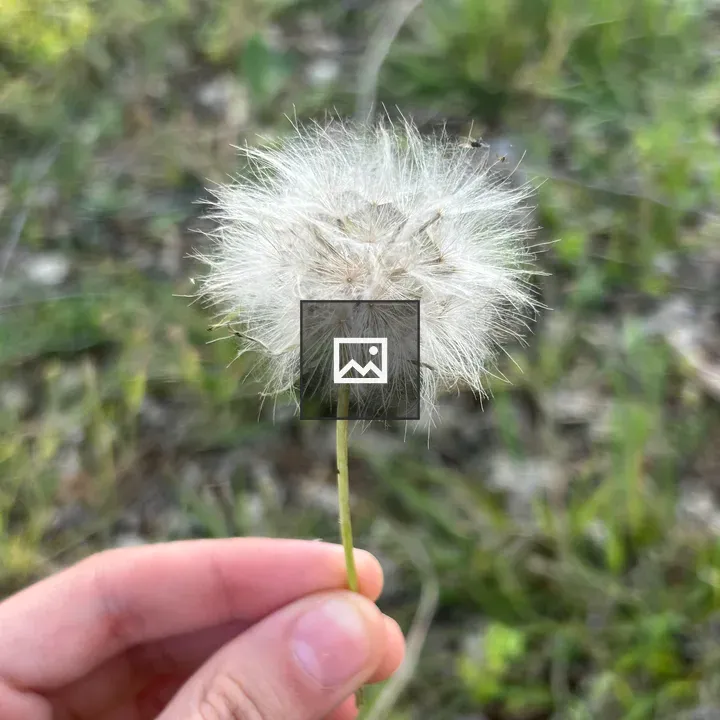 Dandelion Puff in Hand