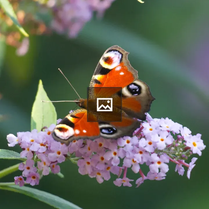 European peacock butterfly at nectar