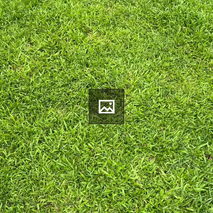 Close-up Grass Blades