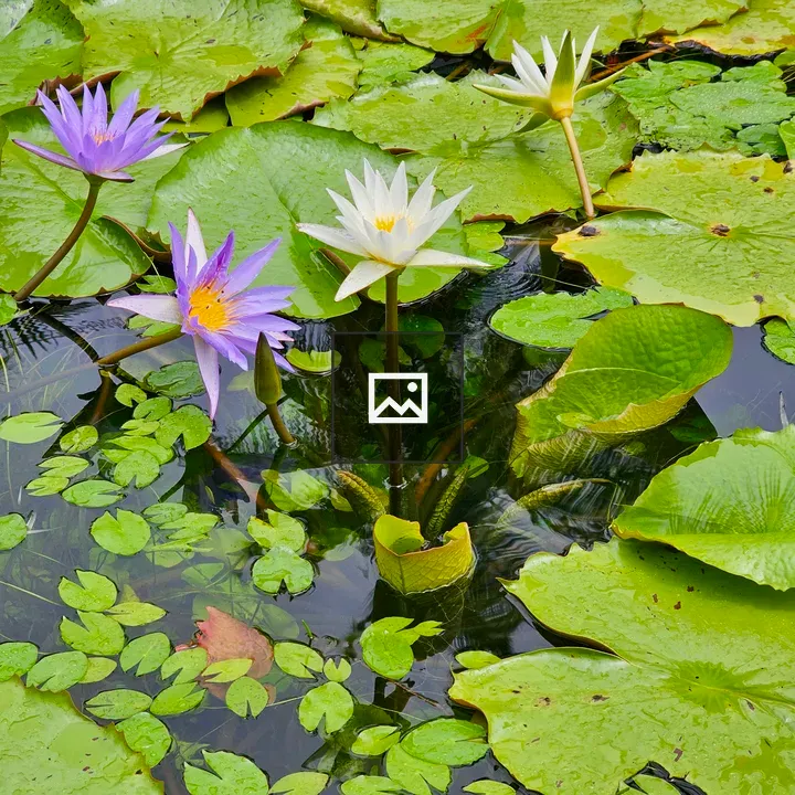 Water lilies in pond
