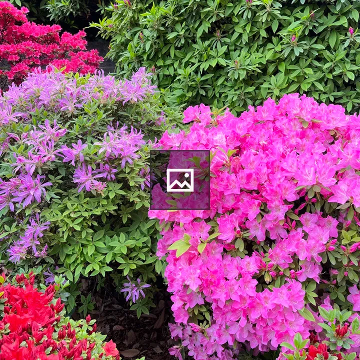 Azalea flowers on green bushes