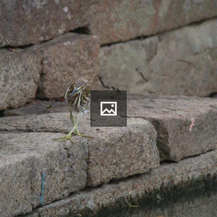 Small brown and white striped bird