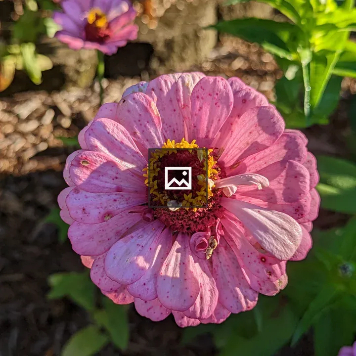 Large pink zinnia flower