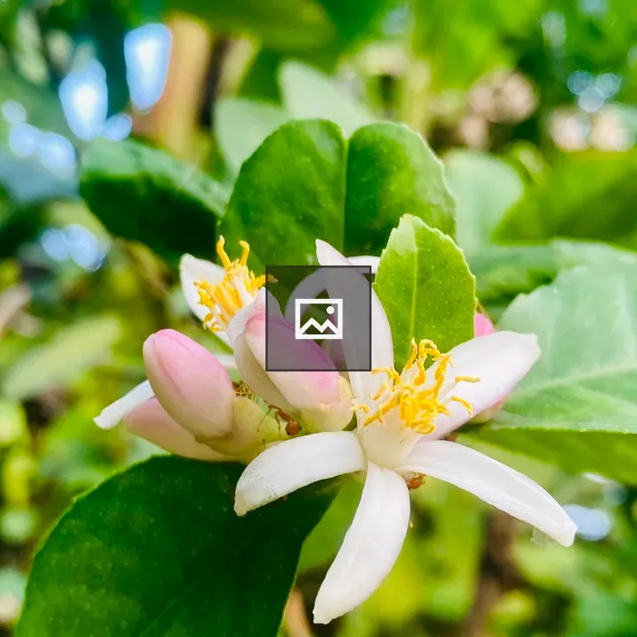 Lemon flower with white petals