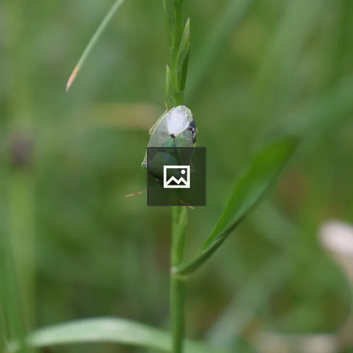 Green shield bug on blade of grass