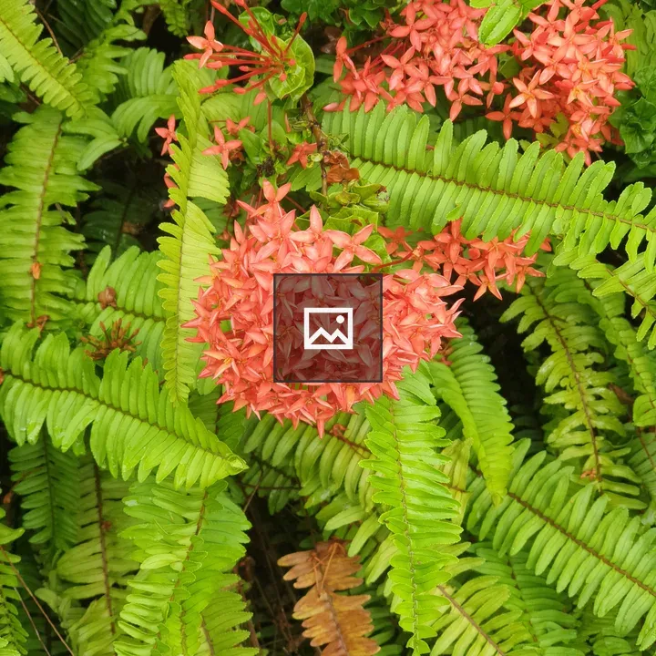 Nature Flower and Leaves