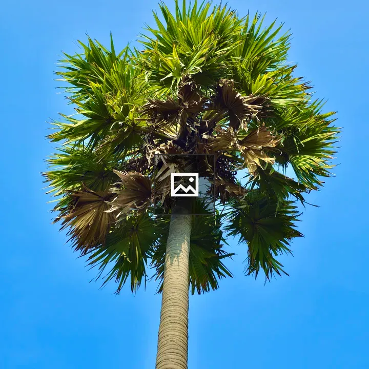 Borassus flabellifer Palm Close View