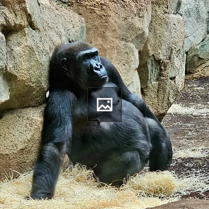 Gorilla against rocky wall
