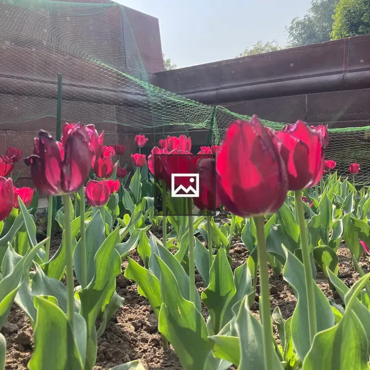 Red flower