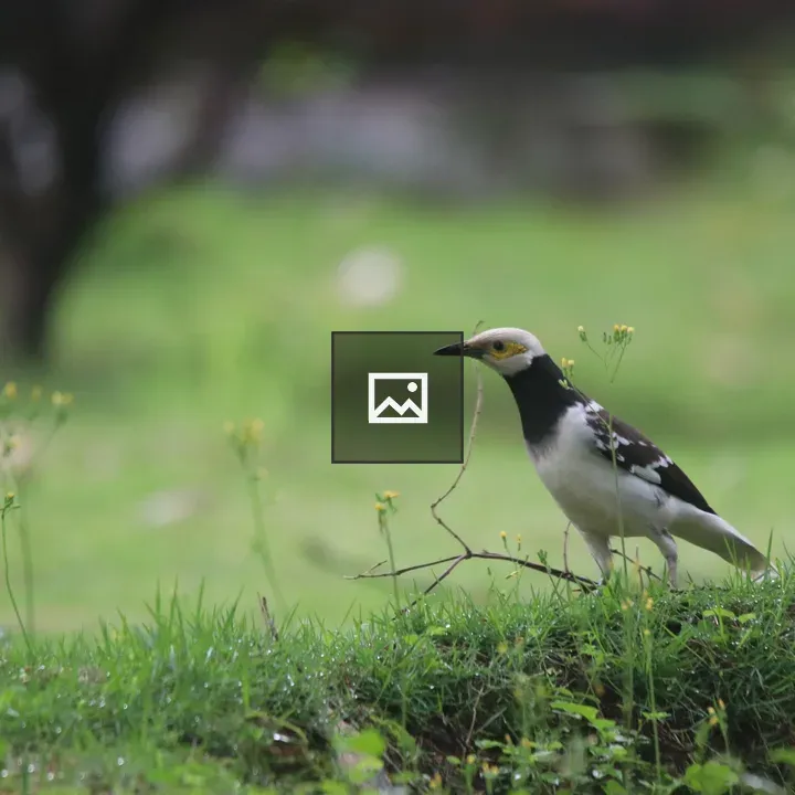 Black-collared starling with yellow eye patch