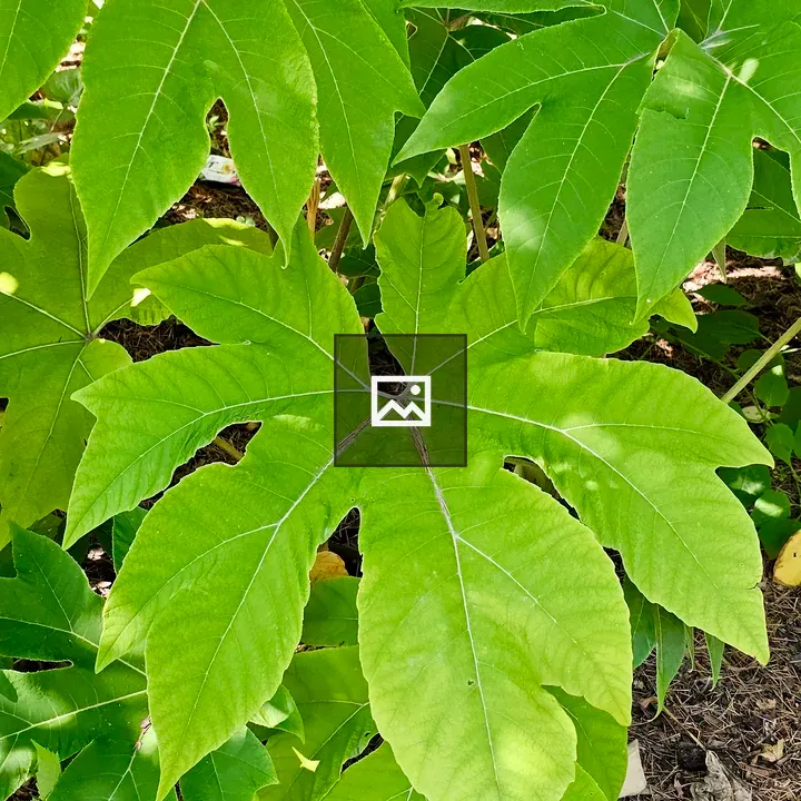 Rice Paper Plant Leaves in Shade