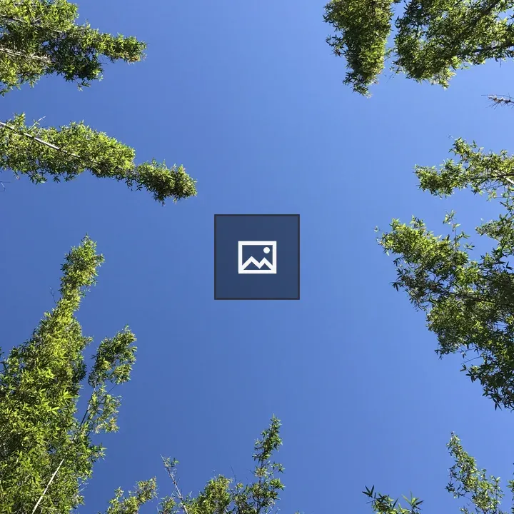 Treetops Pointing Up
