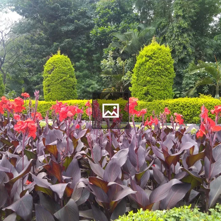 Vibrant flower garden with red and purple blooms