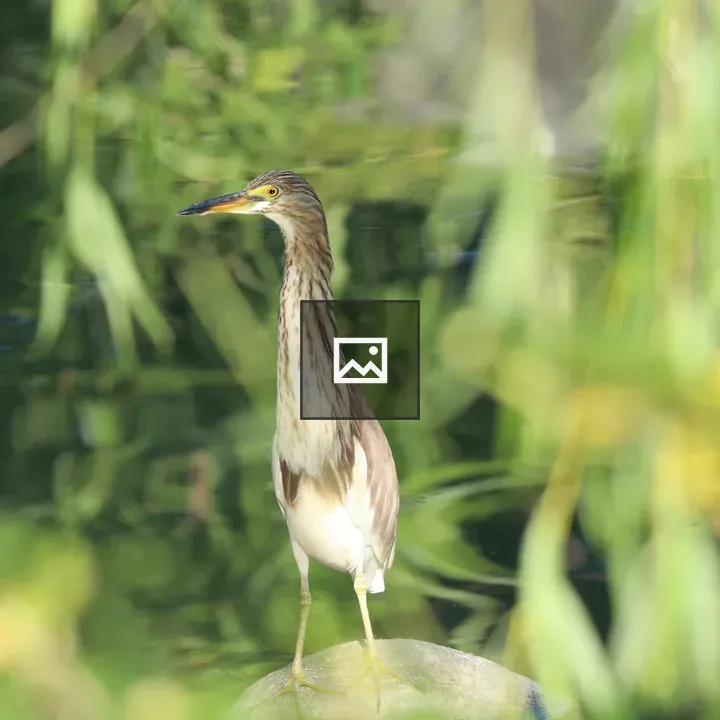 Pond Heron on Rock