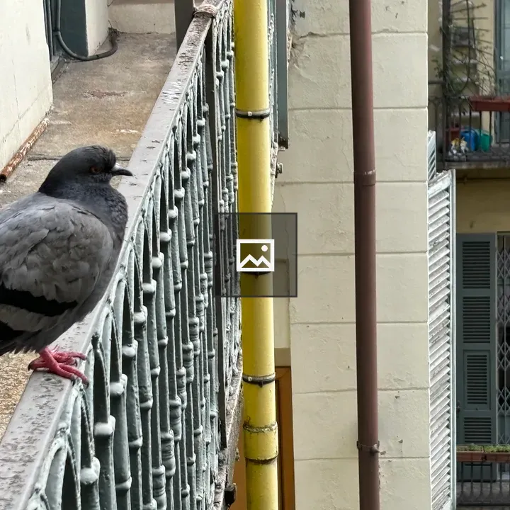 Pigeon on Hand Rail Over Courtyard