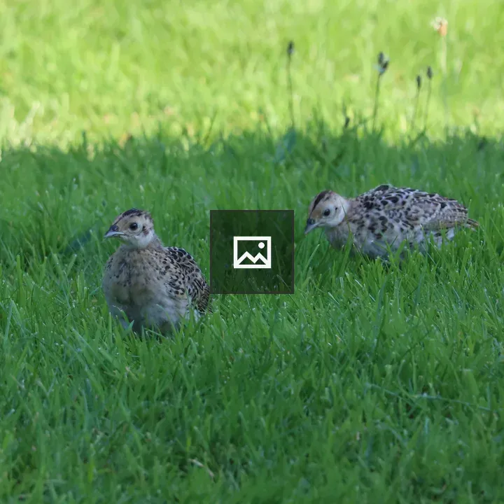 Pheasant chick trio on lawn