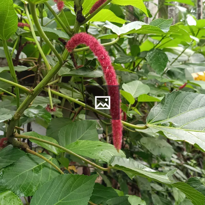 Acalypha hispida flower