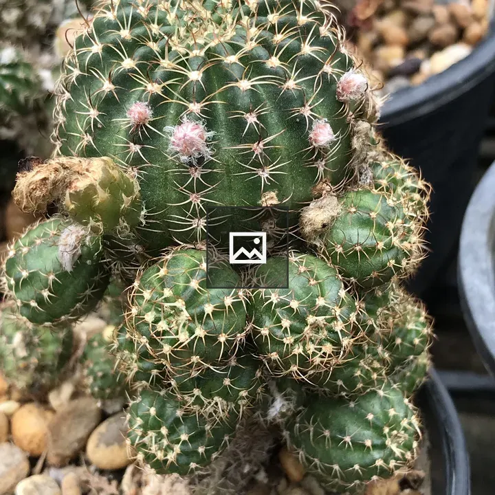 Cactus with buds flower