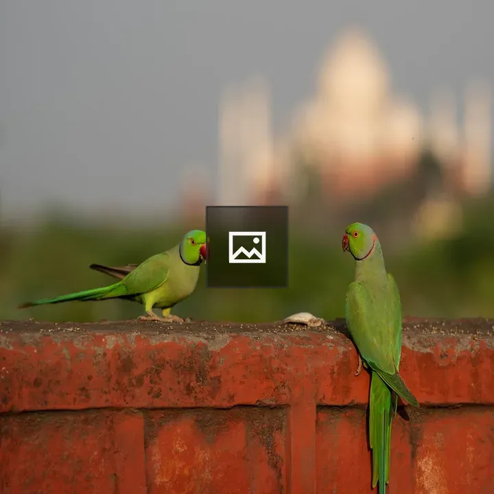 Two parrots sharing a meal