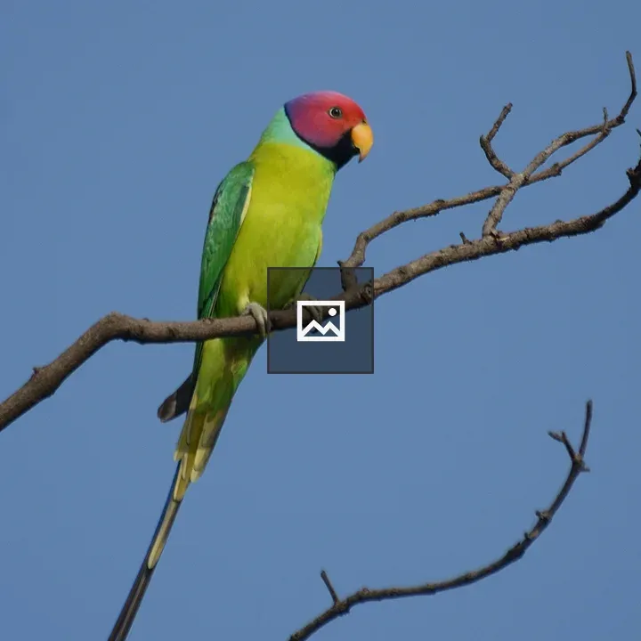 Plum-headed Parakeet Male