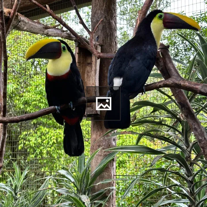 Two toucans on branches