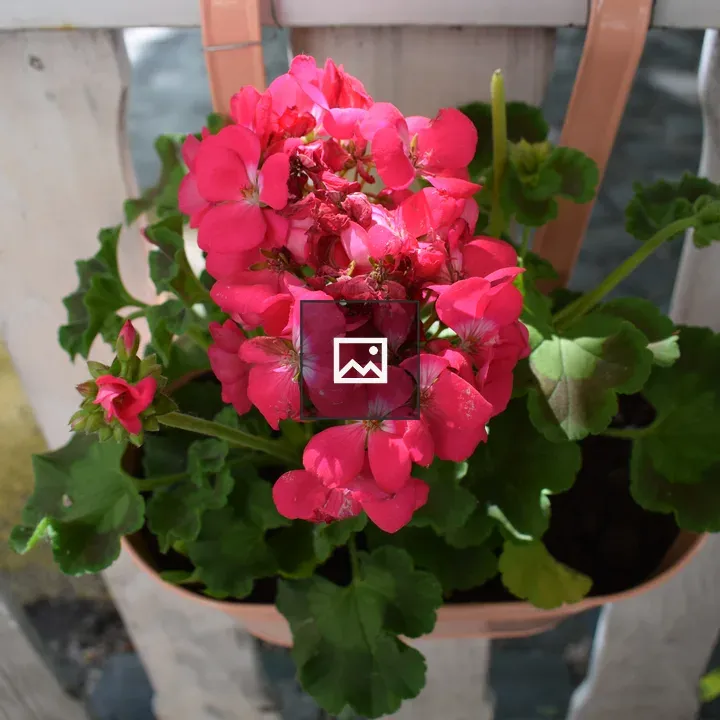 Pink geranium cluster in pot