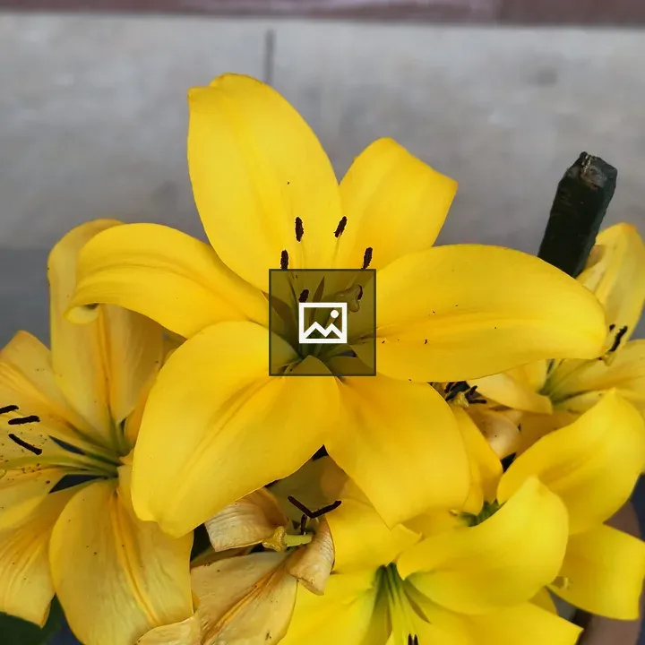 Bright yellow lilies in terracotta pot